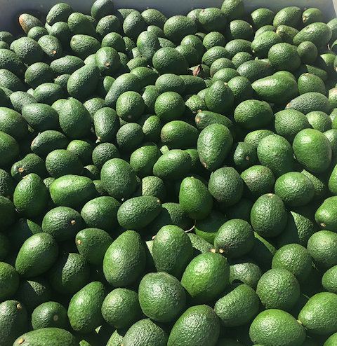 Large crate of avocados ready for market